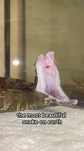 Rhino Viper FANGS! Fangs out Friday is a wonderful day isn’t it? Did you notice the old fang that’s about to fall out? Did you know that they are constantly replacing teeth? So many questions for you, but you don’t have to answer. Just leave a like and click follow. Mk #rhinoviper #rhino #viper #fangs #fangsoutfriday #venomous #snakes #bitis | Mark’s Reptiles