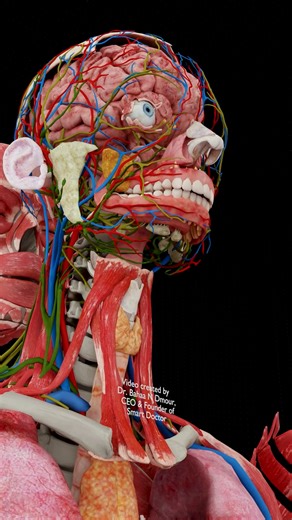 Smart Doctor on Instagram: "The Most Critical Network in the Human Body 🧠 - - - The head and neck contain one of the most complex and vital networks in the human body. In this detailed 3D visualization, you explore how blood vessels, nerves, muscles, and organs work in perfect coordination to sustain life, movement, sensation, and consciousness. Oxygen-rich blood reaches the brain primarily through the carotid arteries, supplying tissues that consume nearly 20% of the body’s total oxygen. At th
