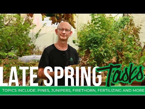 Bonsai Tasks in Late Spring: Pine, Juniper, Satsuki also Propagation Techniques & DIY Fertilizer.