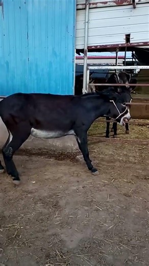 Funniest Donkey Ever Donkey Training the fun way