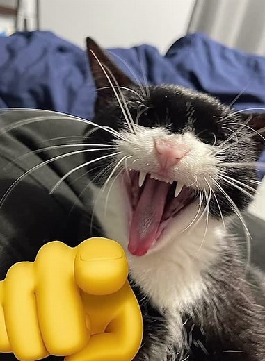 #cat #meme #hand #memecat #catlaughing #xd #luna