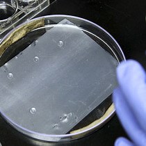 Video: Combining Mitotic Cell Synchronization and High Resolution Confocal Microscopy to Study the Role of Multifunctional Cell Cycle Proteins During Mitosis