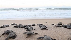 438 reactions · 73 shares | Você conhece o Projeto Tamar? Com 25 bases no litoral brasileiro, o projeto atua na busca pela preservação das tartarugas marinhas ameaçadas de extinção. A Juju na Trip foi até a base de Fernando de Noronha pra nos mostrar um pouquinho do que é feito. Acompanhe com a gente: #vivamaishistórias #ProjetoTamar | Hurb | Facebook