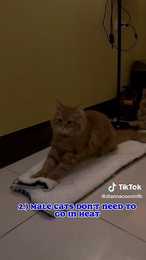 Understanding Cat Mating Behavior: Male vs. Female Cats Explained