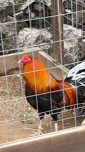 Clement Grey. Clemmons. Johny Jumper. La Bruja Corral. Gallos de Guadalajara Jalisco. | Hector Ramirez