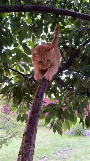 cat funny video malayalm 🤣#malayalam #kerala #malayalamvideo #mallu #catmalayalam
