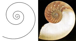 Why do shells grow in spirals? [2025] | QAQooking.wiki