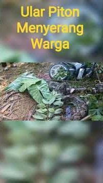 ULAR PITON MENYERANG WARGA DESA PADANG KEC TALIABU UTARA TGL 23 JUNI 2026