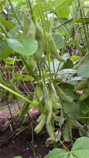 EDAMAME INTERCROPPED WITH PELITA 8 F1 #ampower #farming #furniture