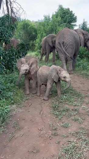 The twins elephant #elephantlove #elephanttwin | QUEEN TV