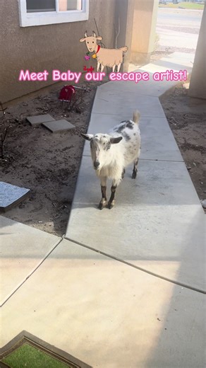 Baby the Goat: Our Little Escape Artist
