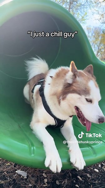 I just a chill guy #husky #huskylife #happypuppy #chillguy #cutedogs | huskies