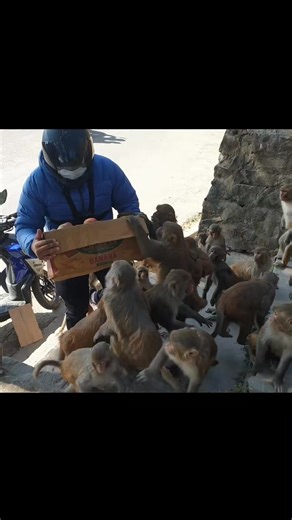 helping poor animal #animal #monkey | Monkey Show | Facebook