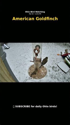 American Goldfinch Visits My Ohio Bird Feeder!