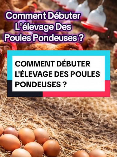 Comment débuter l'élevage des poules pondeuses ?