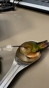 This afternoon, #TMFR firefighters had an unexpected visitor at Station 42 (Cold Springs). The crew discovered a hummingbird on the floor of the apparatus bay that was barely conscious and not moving. The hummingbird was moved to a safer location and nourished back to health with some rest and sugar water. The bird flew off after regaining its strength. #TMFR firefighters are always ready to answer even the smallest call for help. #TMFRProud #fireandrescue #AnimalSave | Truckee Meadows Fire Prot