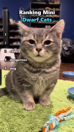 Ranking Mini Dwarf Cats