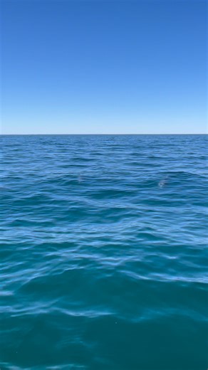 123K views · 3.5K reactions | Friendly or too smart? 﫠 | Em Lethlean | Facebook