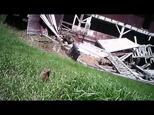 Animals near the barn