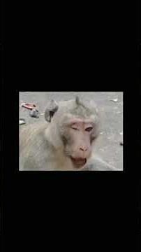 Story of monkeys death