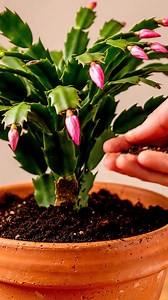 Make your Christmas cactus bloom beautifully with just 1 spoon of this secret! | Garden Designs & Tips