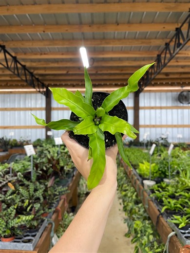 Bird Nest Fern - Etsy