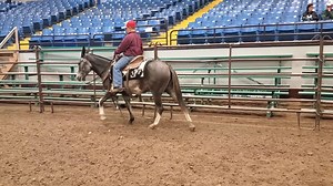 Lot #824 | Boone County Draft Horse and Mule Sale