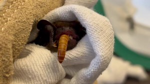 New big brown bat arrival - this little girl was found in a bathtub, where she’d probably been trapped for several days. She weighed in at 14 grams - a little skinny but not too terrible - and otherwise she seems to be in good shape with no injuries. She figured out how to eat mealworms right away! After a few weeks to fatten up she’ll join the six other overwintering big brown bats and will be released with them this spring. #bigbrownbat #eptesicusfuscus #backtothewild #licensedwildliferehabili