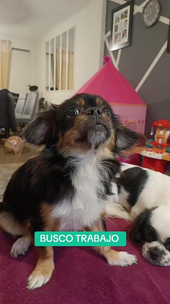 Amigos, busco trabajo 😂🐶💪🏻 #fyp #humor #puppy #parati #puppylove #puppylife #amorperruno #dog #viral #pollo #risas #chiste #xybca