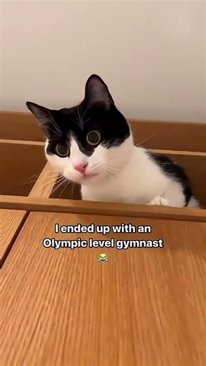 When you’re being hunted by a tuxedo cat
