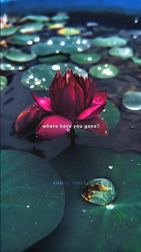 Somewhere Only We Know - Gustixa & Rhianne | Lyrics | Aesthetic | English Song 🌸 🌸