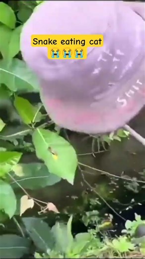 snake eating cat