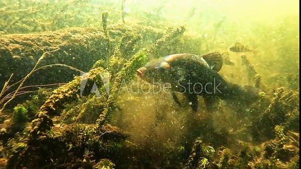 Underwater view of a tench – Tinca tinca – using its distinctive pink mouth to forage in sandy substrate, stirring sediment before suddenly fleeing, typical cautious freshwater behavior.