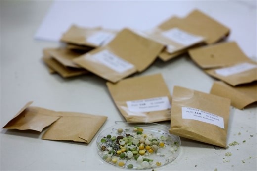 Get unsolicited seeds in the mail? Officials Warn Not To Plant - 98.5 KYGO