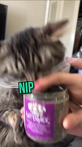 29M views · 1M reactions | We keep "Cat Crack" brand catnip in the house because the cats do love it, and while we have 11 cats, we have NEVER had a reaction like this. This is SO funny. 藍 (Original video credit without dubbing: messyjesse2.1 on TikTok) Thanks, Susan!  | Paws Claws And Whiskertails | Facebook