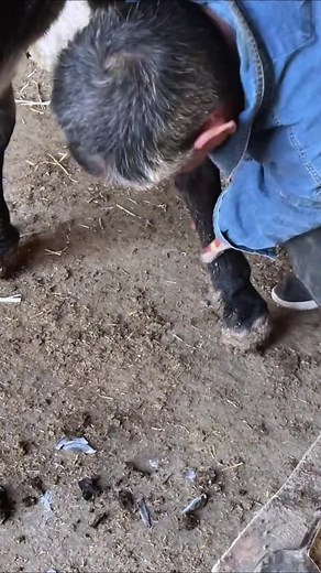 Mastering Horse Shoeing Techniques for Beginners