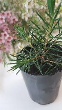 How To: Propagate Geraldton Wax