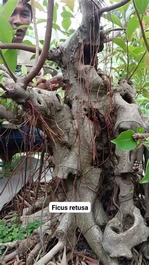 Hundred years old Ficus with a place of meditation… #bonsai #winatabonsai #bonsaitree #warubonsai