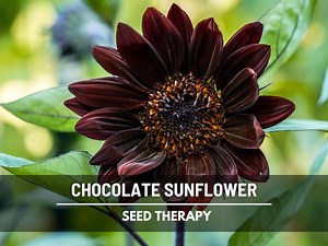 Chocolate Sunflower Seeds – Heirloom, Deep Brown Blooms, Medicinal & Culinary Plant, Garden Favorite, Easy to Grow | 25 Seeds - Etsy