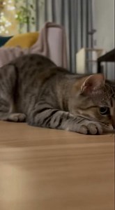 Cat vs. Cockroach: Hilarious and Intense Living Room Chase