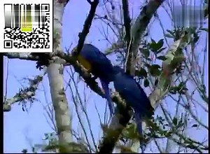 13 Baby Einstein Animals 早教 爱因斯坦宝宝-动物_1