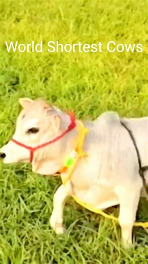 🐄✨ World’s Smallest Mini Cow 😍 | Cutest Tiny Cow Ever Seen! #Shorts #worldsmallestcows #india #yt