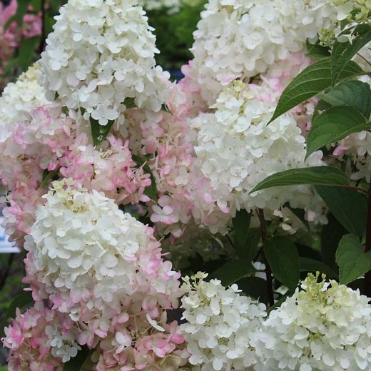 Hydrangea Ruby Snow