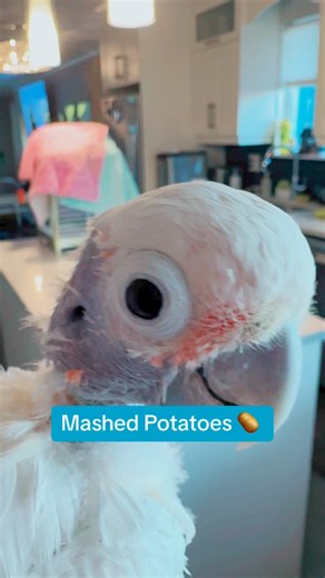692K views · 21K reactions | All new mashed potatoes dance for Coco fans! #cuteanimals | Lucky Lou and Coco Too | Facebook