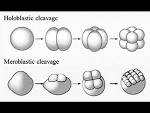 Types of Cleavage