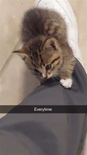 velcro kitty🤣🖤 #cat #cats #fypシ #fypシ゚viral #pets #petshub #animals