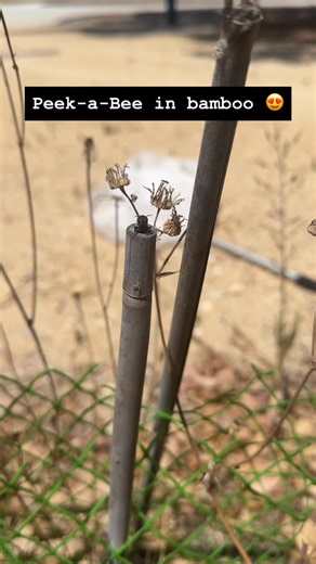 Kit Prendergast on Instagram: "Your bamboo stakes may be doubling as bee nesting habitat ! Using non-treated bamboo of the correct diameters can provide cavity-nesting bees (namely, many Megachile and Hylaeinae, and even Allodapini) with somewhere to nest! To learn more about how to create habitat for native bees, check out my book Creating a Haven for Native Bees. Email me at kitprendergast21@gmail.com for the physical copy or find it on my Patreon The Bee Babette : https://www.patreon.com/cw/T