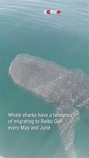 Guangxi Fisherman Films Close Encounter with Whale Shark at Sea