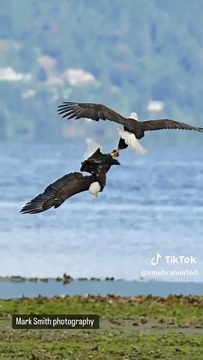 Bald Eagles in Flight: A Natural Photography Experience