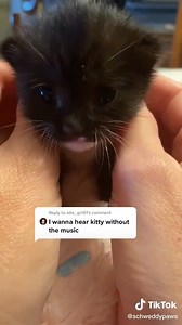 401K views · 10K reactions | Buenos días!!! | El Oasis de Bastet | Facebook